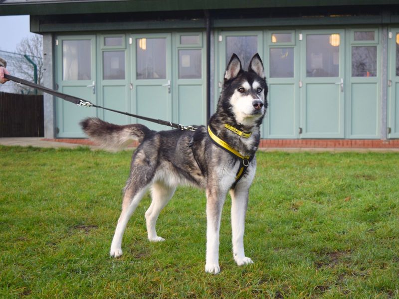 Siberian Husky for adoption in Uxbridge, London – 8 years old