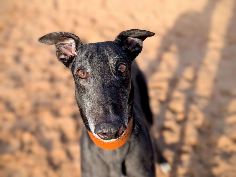 Greyhound for adoption in Cardiff, Glamorgan – 4 years old