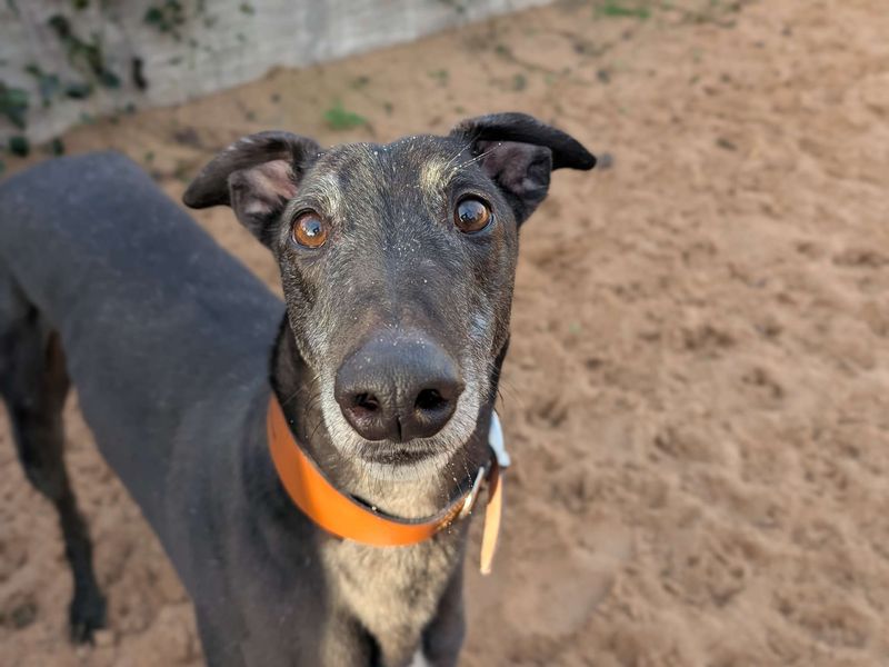 Greyhound for adoption in Cardiff / Caerdydd, South Glamorgan – 4 years old - Image 2 of 6