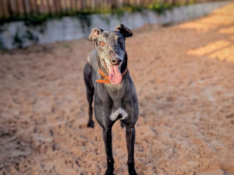 Greyhound for adoption in Cardiff / Caerdydd, South Glamorgan – 4 years old - Image 3 of 6