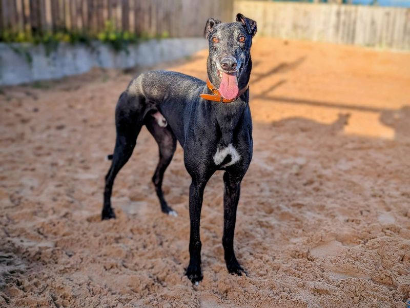 Greyhound for adoption in Cardiff / Caerdydd, South Glamorgan – 4 years old - Image 4 of 6
