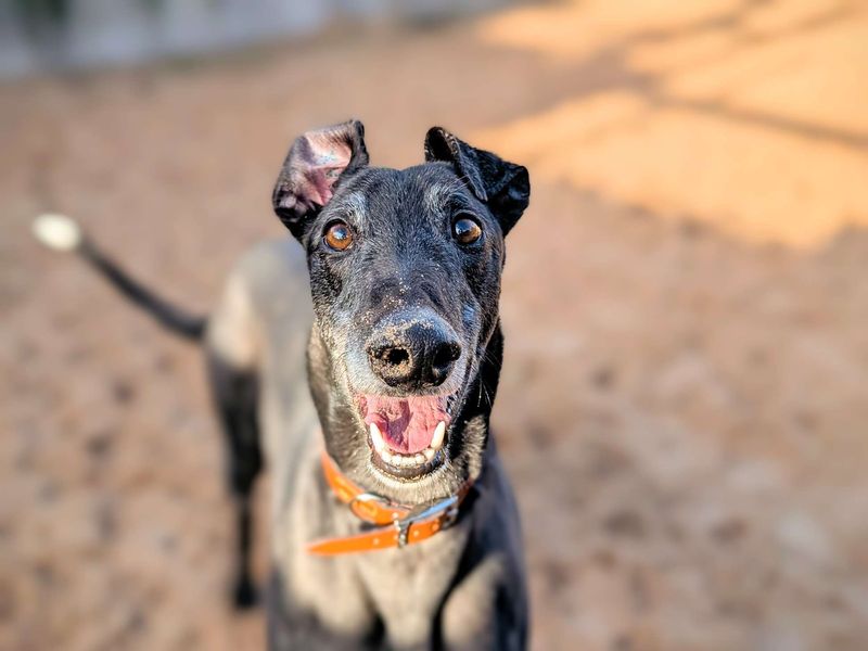 Greyhound for adoption in Cardiff / Caerdydd, South Glamorgan – 4 years old - Image 5 of 6