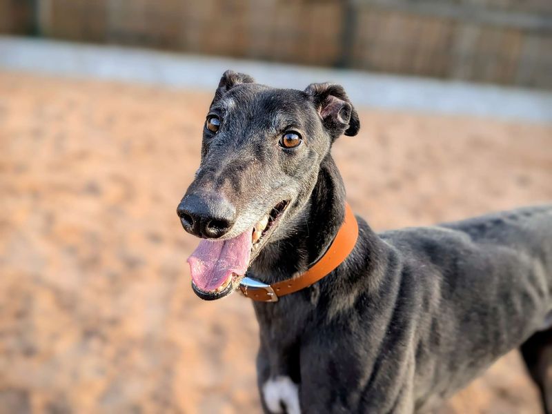 Greyhound for adoption in Cardiff / Caerdydd, South Glamorgan – 4 years old - Image 6 of 6