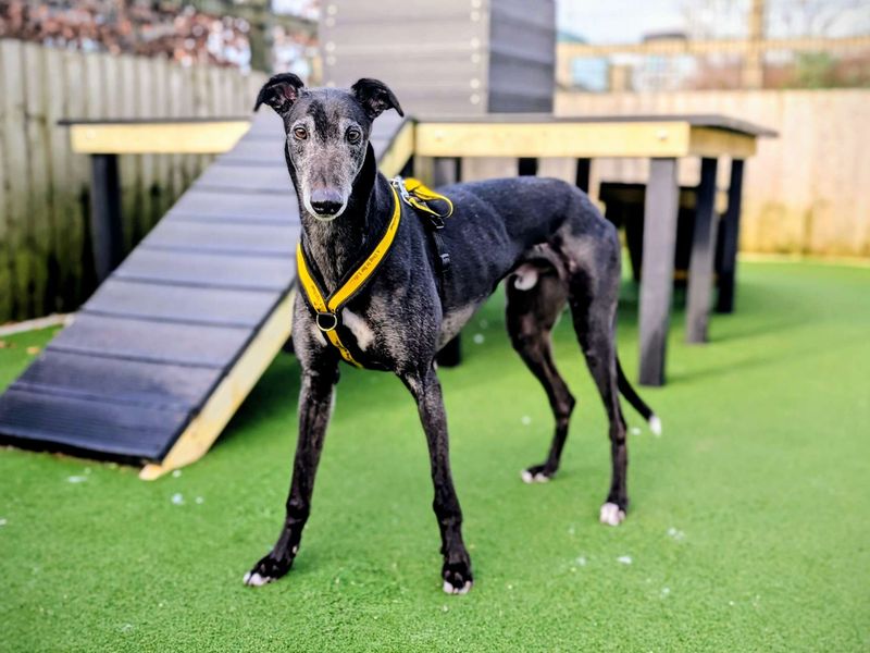 Hiccup | Greyhound | Cardiff - 5