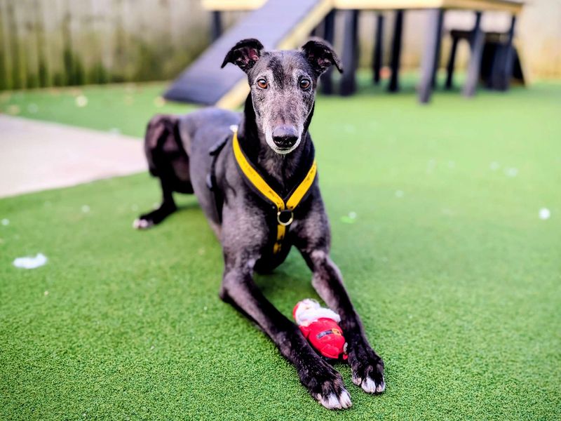 Hiccup | Greyhound | Cardiff - 4