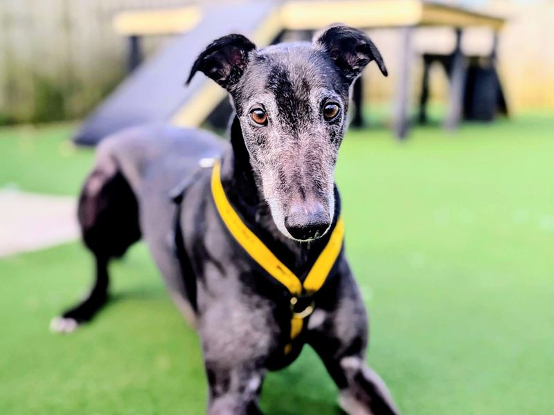 Hiccup | Greyhound | Cardiff - 1