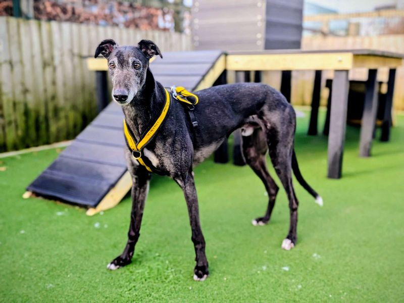 Hiccup | Greyhound | Cardiff - 8