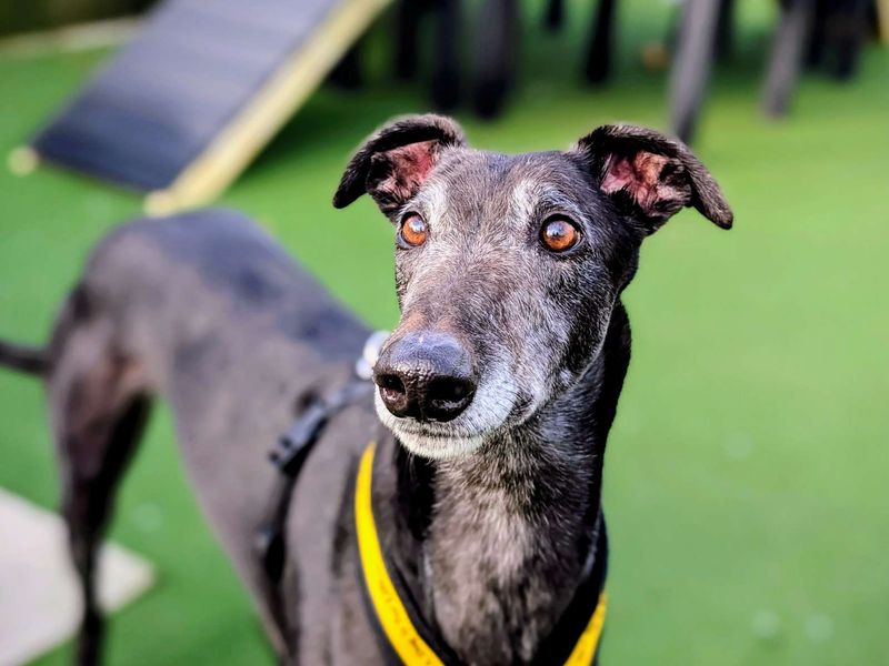 Hiccup | Greyhound | Cardiff - 6