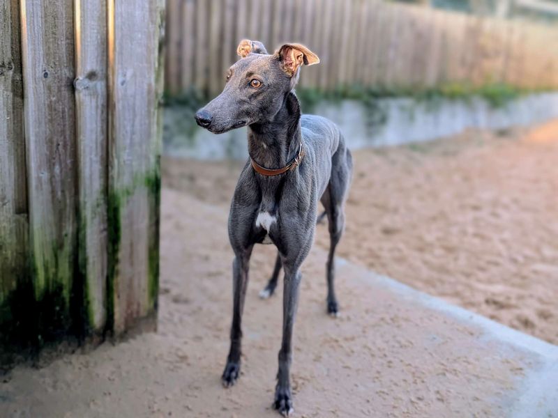 Astrid for sale in Cardiff, Glamorgan | Image 2