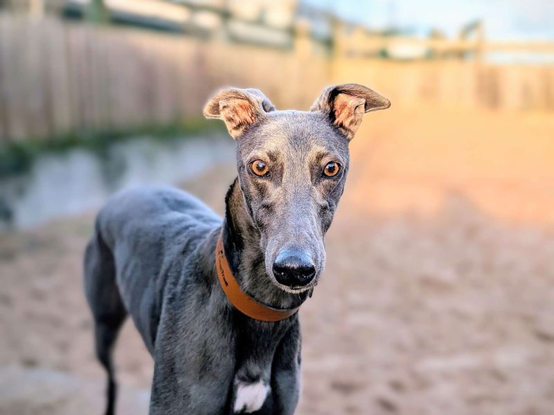 Greyhound for adoption in Cardiff, Glamorgan – 4 years old
