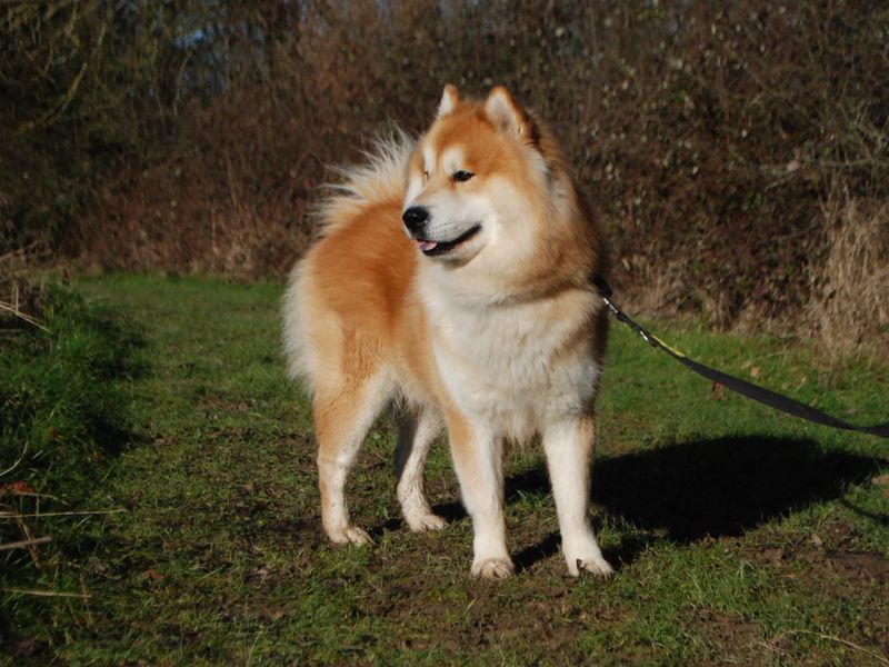Siberian Husky for adoption in Newbury, Berks – 2 years old - Image 4 of 6