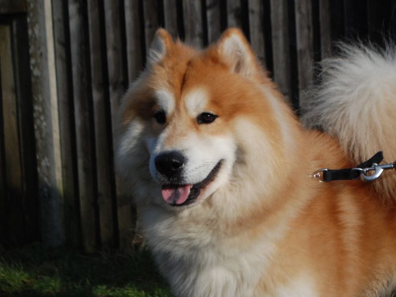 Siberian Husky for adoption in Newbury, Berks – 2 years old - Image 5 of 6
