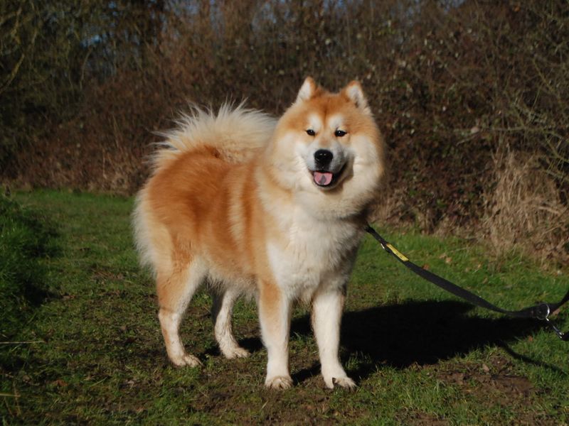 Siberian Husky for adoption in Newbury, Berks – 2 years old - Image 6 of 6