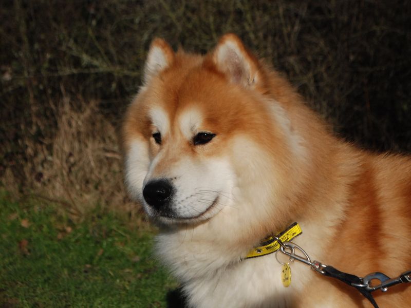 Siberian Husky for adoption in Newbury, Berks – 2 years old - Image 3 of 6
