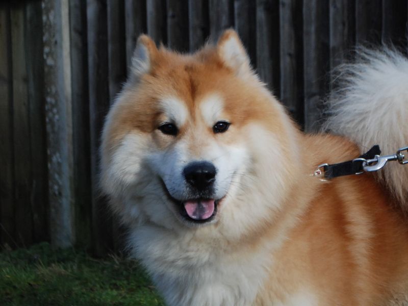 Siberian Husky for adoption in Newbury, Berks – 2 years old