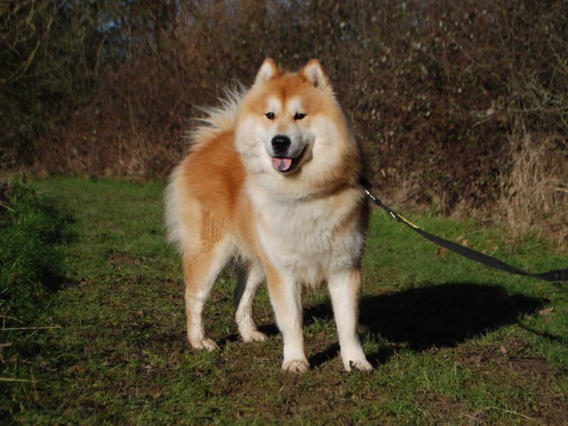 Siberian Husky for adoption in Newbury, Berks – 2 years old - Image 2 of 6