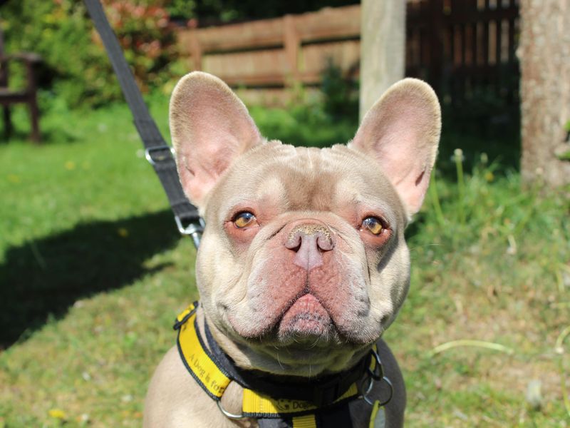 Prince for sale in Newbury, Berks