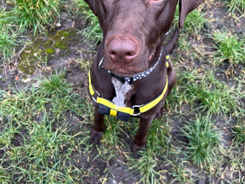Rex for sale in Cardiff, Glamorgan | Image 2
