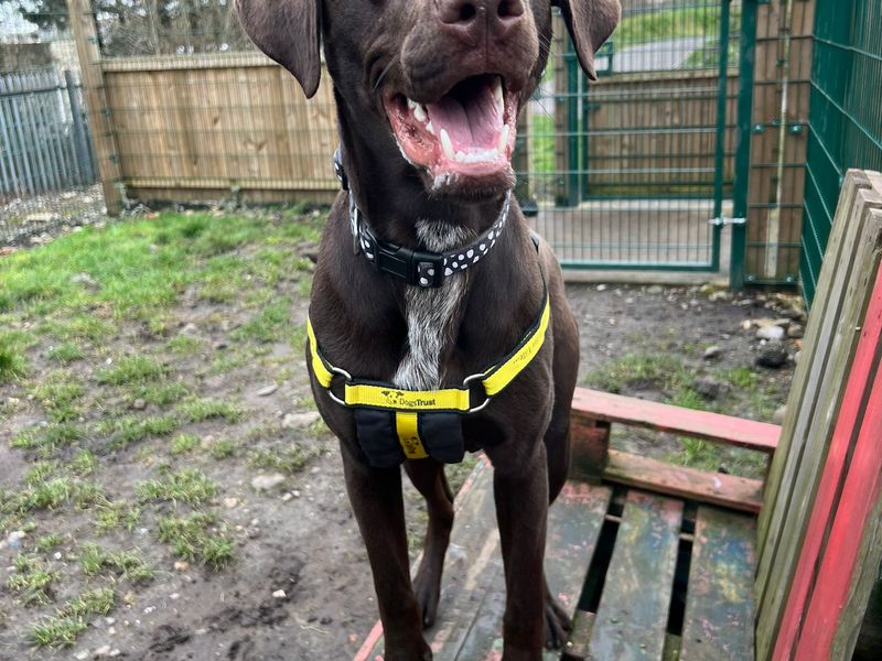 Greyhound for adoption in Cardiff, Glamorgan – 1 year old - Image 3 of 3