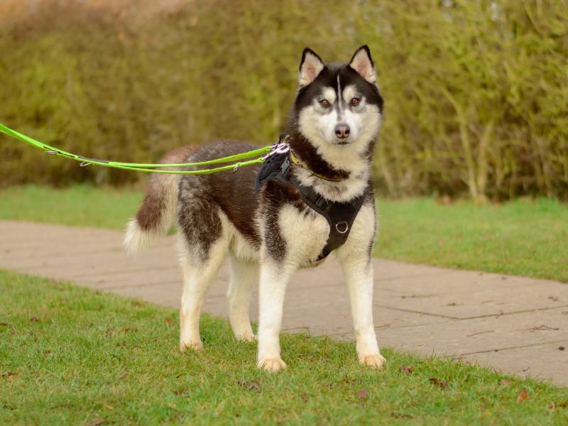 Wilfred for sale in Kenilworth, Warks | Image 3