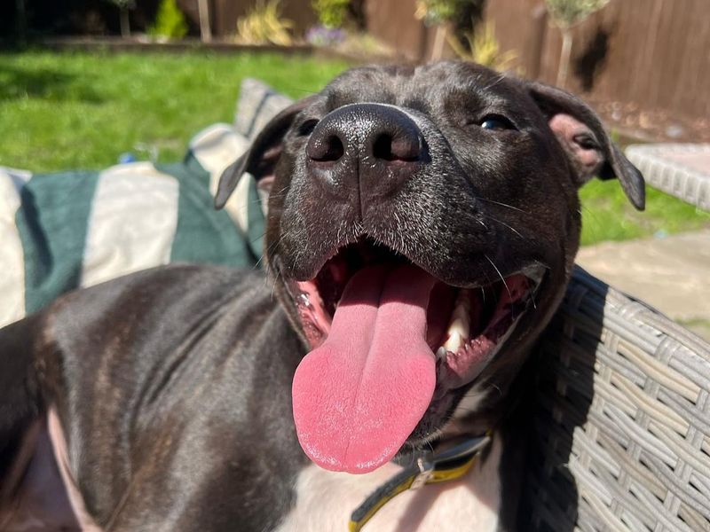 Klaus | Terrier (Bull) | Basildon (Essex) - 1