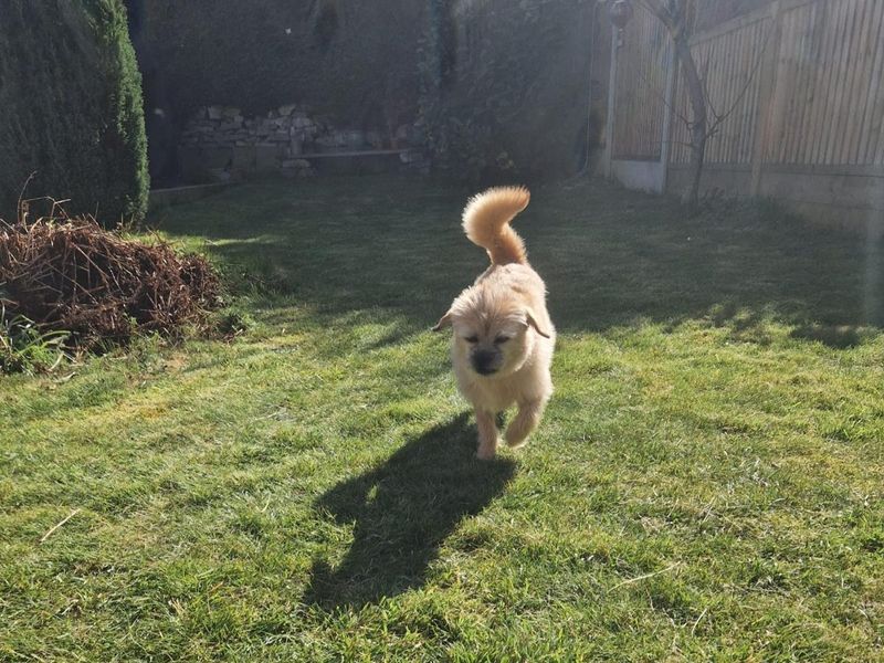 Gracie for sale in Manchester, Greater Manchester | Image 2