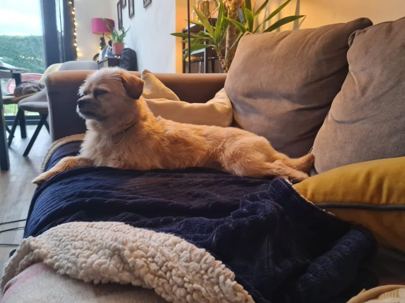 Gracie for sale in Manchester, Greater Manchester