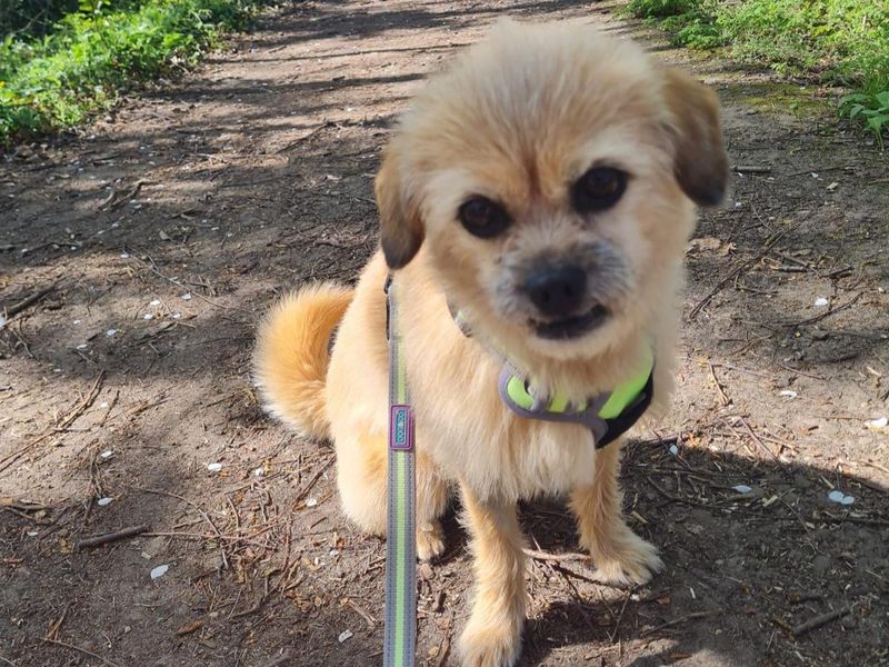 Yorkshire Terrier for adoption in Manchester, Greater Manchester – 4 years old - Image 3 of 5
