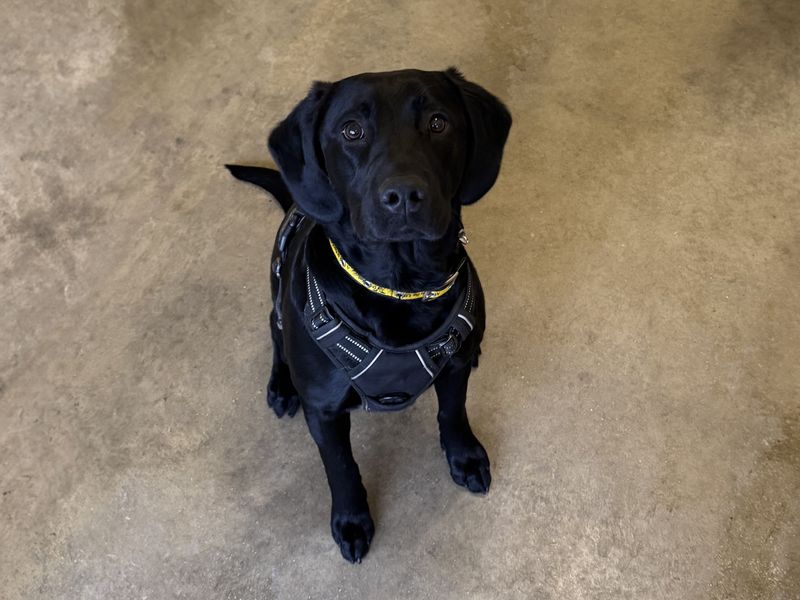 Springer Spaniel for adoption in Wickford, Essex – 1 year old - Image 2 of 3