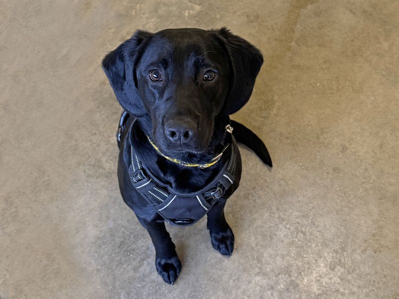 Springer Spaniel for adoption in Wickford, Essex – 1 year old - Image 3 of 3