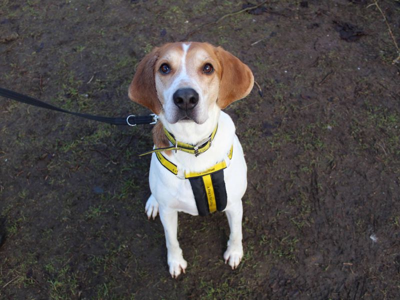 Beagle for adoption in Glasgow, Scotland – 4 years old - Image 2 of 2