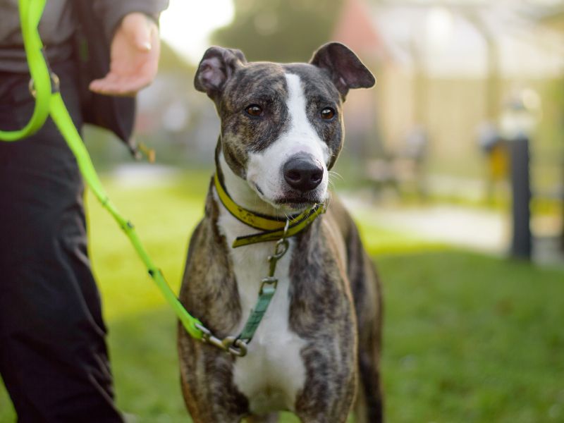 Chief | Lurcher | Basildon (Essex) - 1