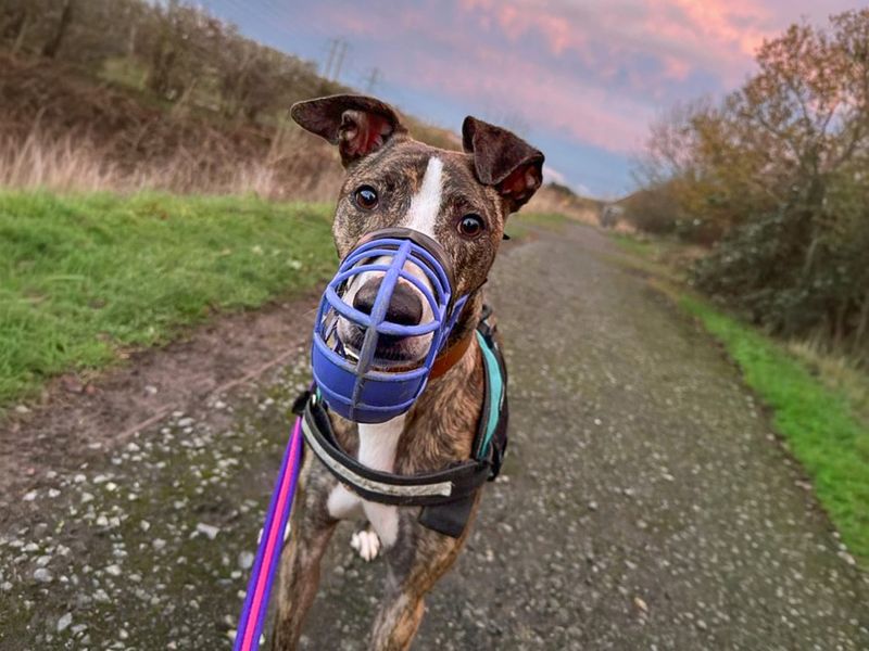 undefined | Lurcher | undefined - 6