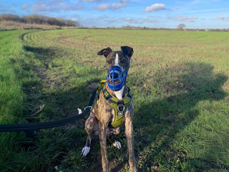 undefined | Lurcher | undefined - 11