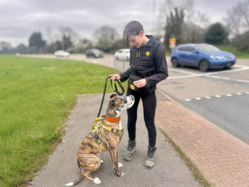 undefined | Lurcher | undefined - 10