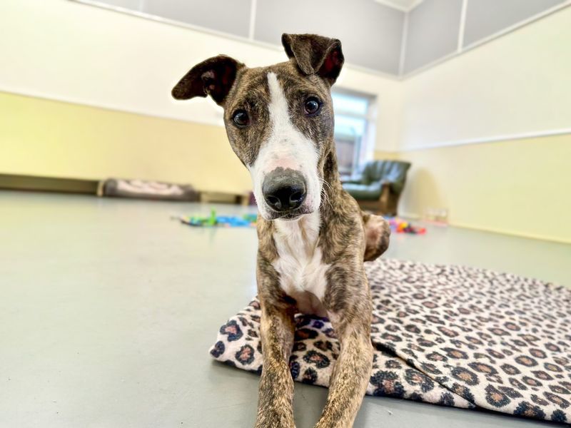 Chief | Lurcher | Basildon (Essex) - 1