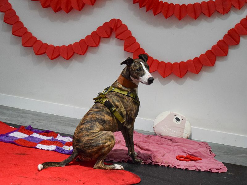 undefined | Lurcher | undefined - 5