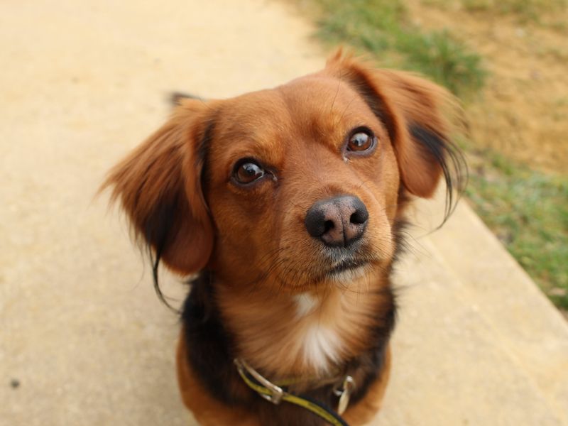 Eddie for sale in Newbury, Berks - Image 2