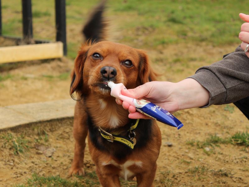Eddie for sale in Newbury, Berks - Image 3