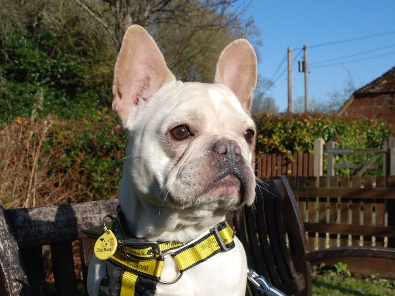 Bella French for sale in Newbury, Berks