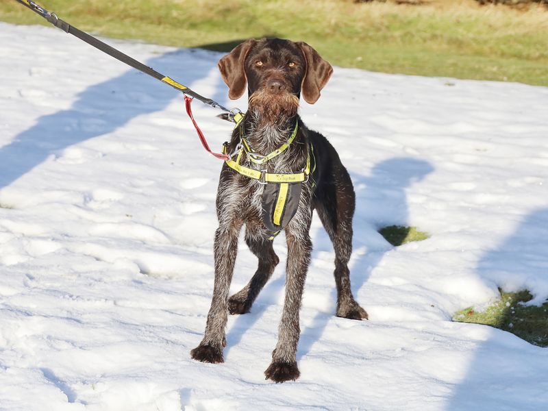 Vlad for sale in Leeds, Yorkshire