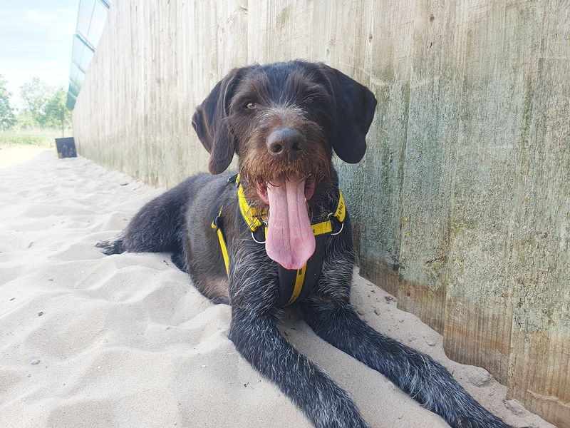 Vlad | Pointer (German Wirehaired) | Leeds - 1