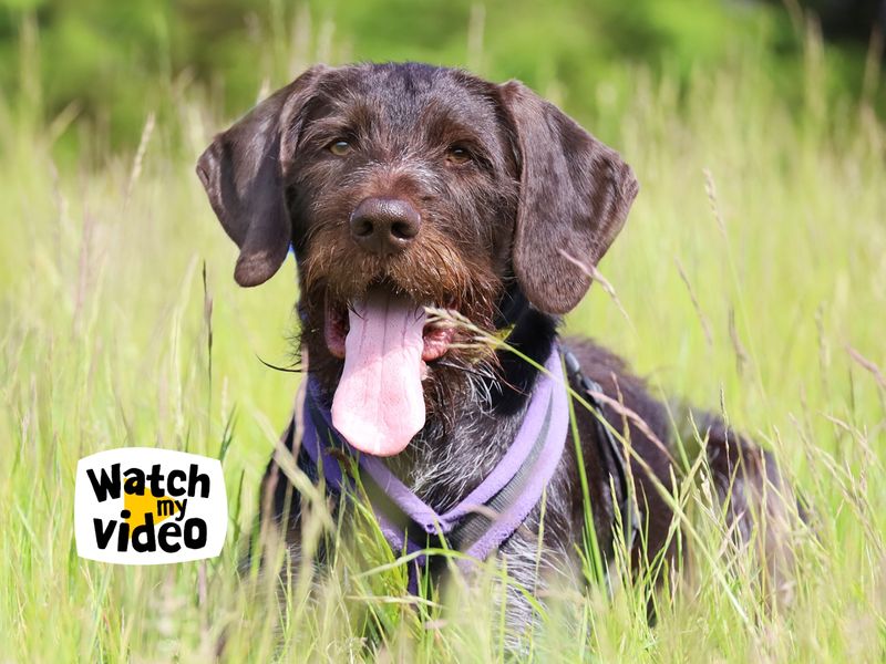 Vlad | Pointer (German Wirehaired) | Leeds - 1