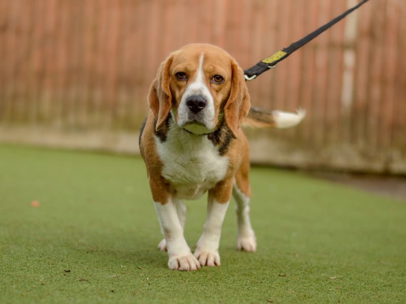 Clover for sale in Evesham, Worcestershire - Image 4