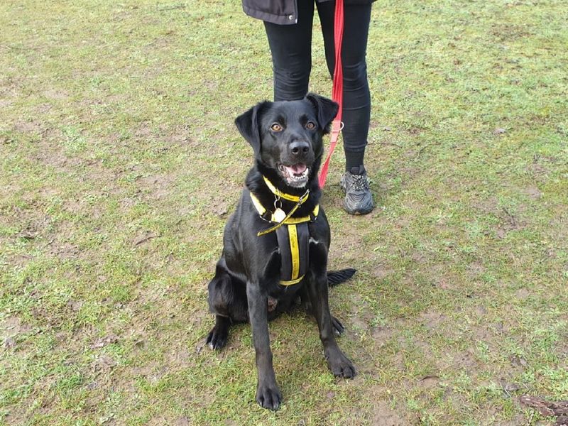 Border Collie for adoption in Chestfield, Kent – 3 years old - Image 4 of 5