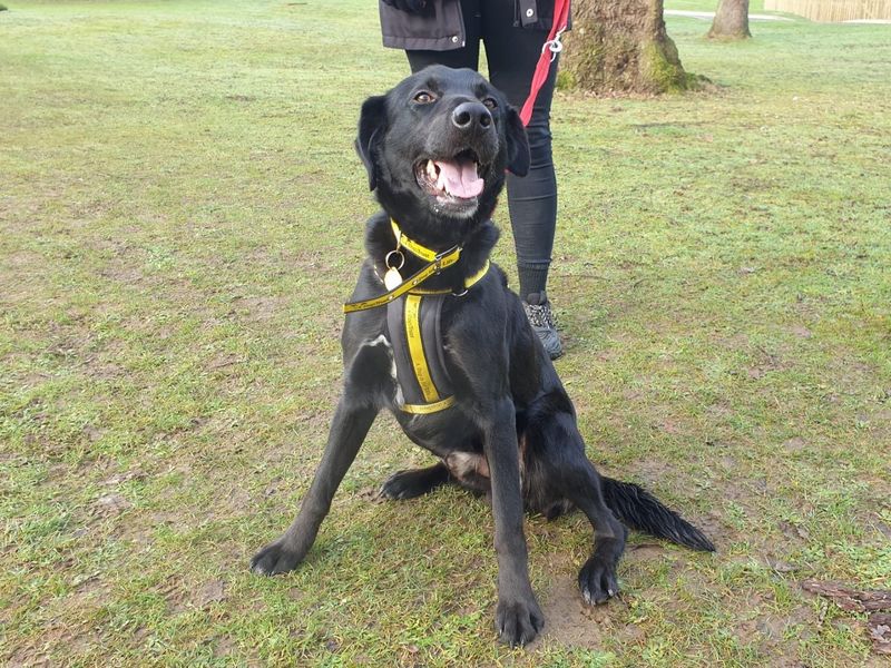 Seth for sale in Chestfield, Kent | Image 2