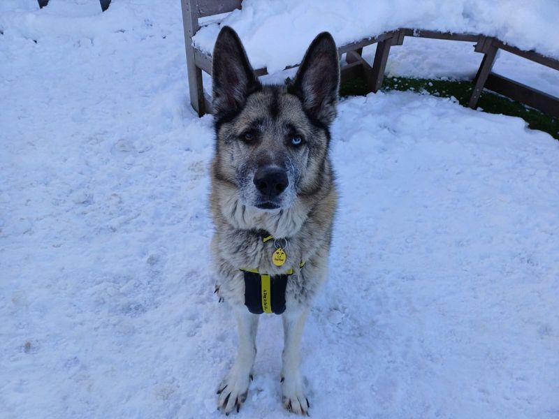Siberian Husky for adoption in West Calder, West Lothian – 9 years old