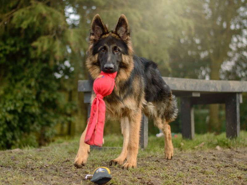 German Shepherd for adoption in Kenilworth, Warks – 1 year old - Image 5 of 5