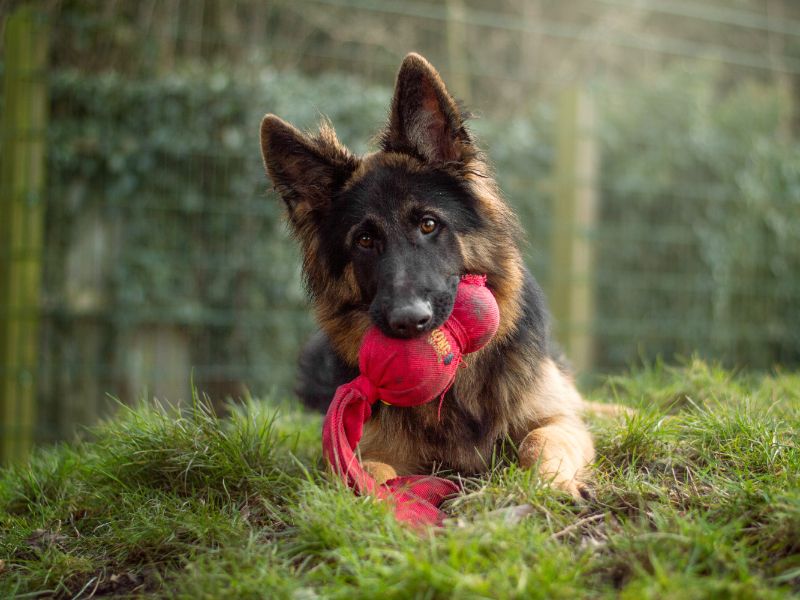German Shepherd for adoption in Kenilworth, Warks – 1 year old - Image 3 of 5