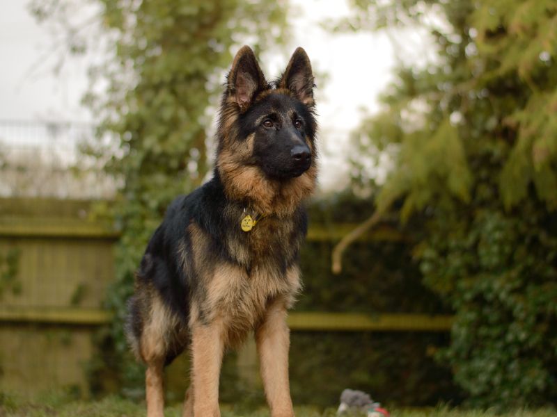 German Shepherd for adoption in Kenilworth, Warks – 1 year old - Image 2 of 5
